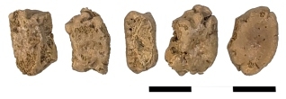 Cartea_asezare_medievala_de_la_Caldararu_Cernica_George_Trohani_Camelia_Mirela_Vintila-393