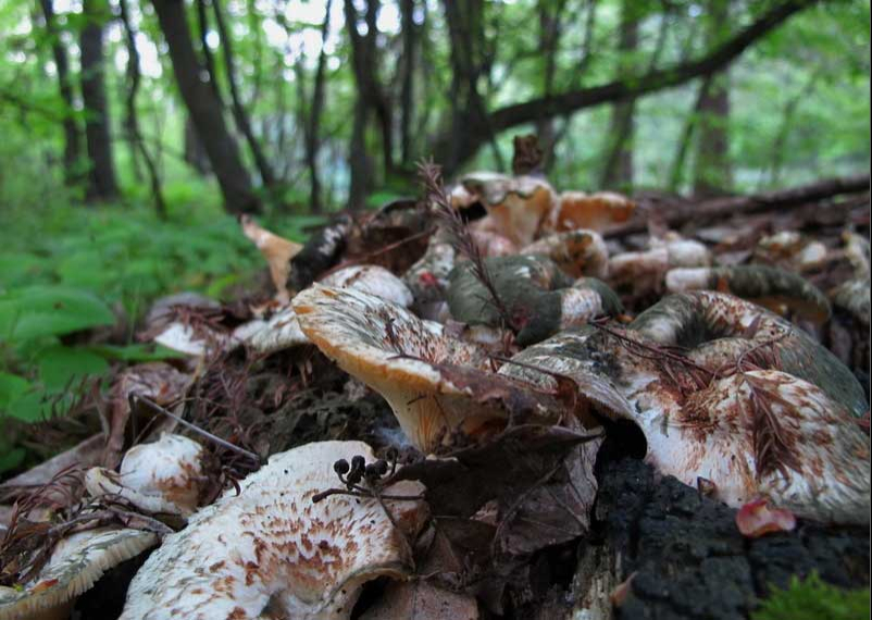 Fotografie preluata de pe www.orasul.ro Fotografie preluata de pe www.orasul.ro